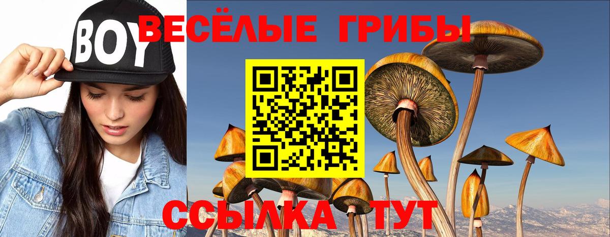 Галлюциногенные грибы Psilocybe Шадринск